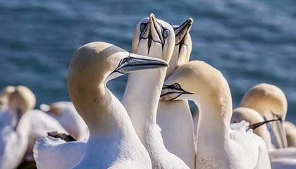 皇冠体育官网-LPL赛事整活：先别管赢不赢，就说来没来吧